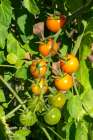 Issaquah, Washington State, USA. Close-up of sungold tomatoes at various stages of ripeness. Art Print